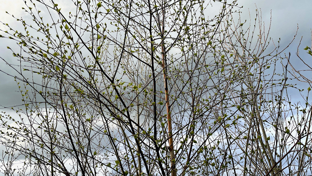 Dickicht 2 Dickicht 2