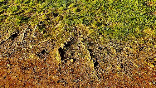 Moose, Flechten, Nadeln und Gras