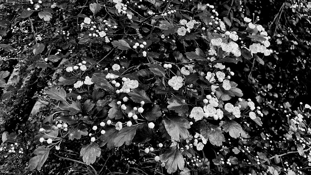 Réminiscence à Proust, encore une fois