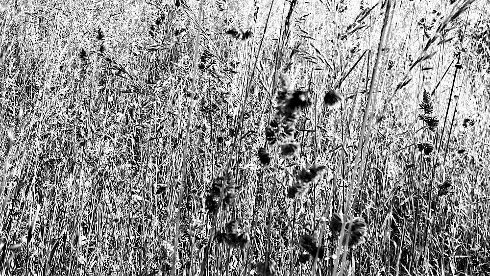 Glücklich verirrt Glücklich verirrt