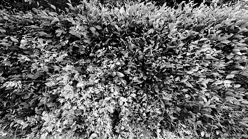 Blickdichtes Dickicht