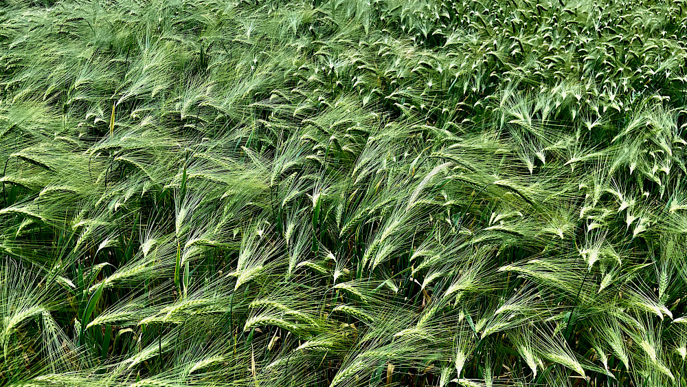 Vom Wind gestreichelt