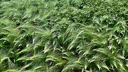 Vom Wind gestreichelt